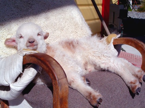 Buzzy finds a spot that is 'just right'.