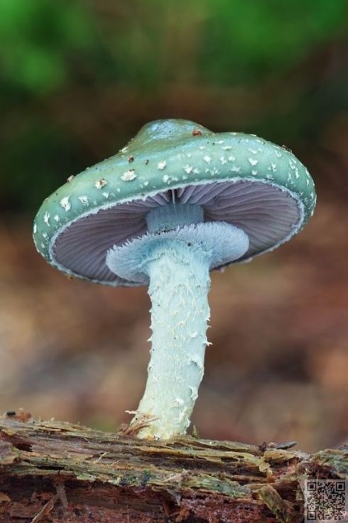 8bb63df99990550659c93dd485c1311c